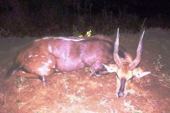 Bushbuck-1