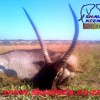 waterbuck