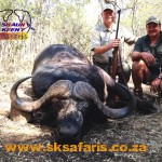 Cape Buffalo