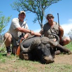 Cape Buffalo