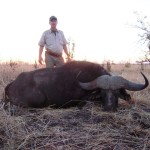 Cape Buffalo