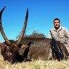 waterbuck