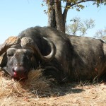 Cape Buffalo