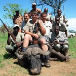 Cape Buffalo