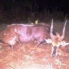 Bushbuck 1