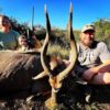 Nyala bull