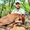 red duiker